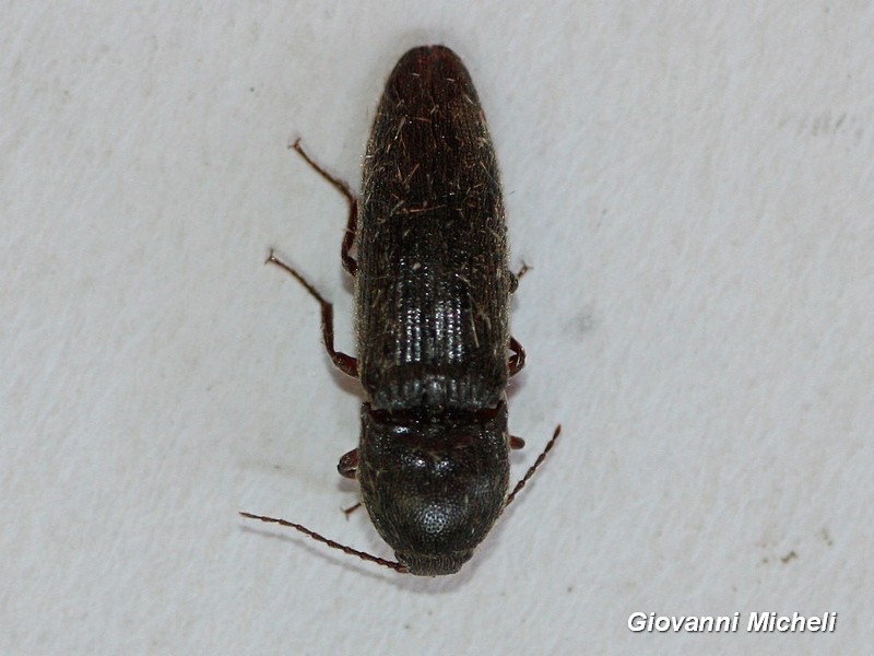 Elateridae da ID